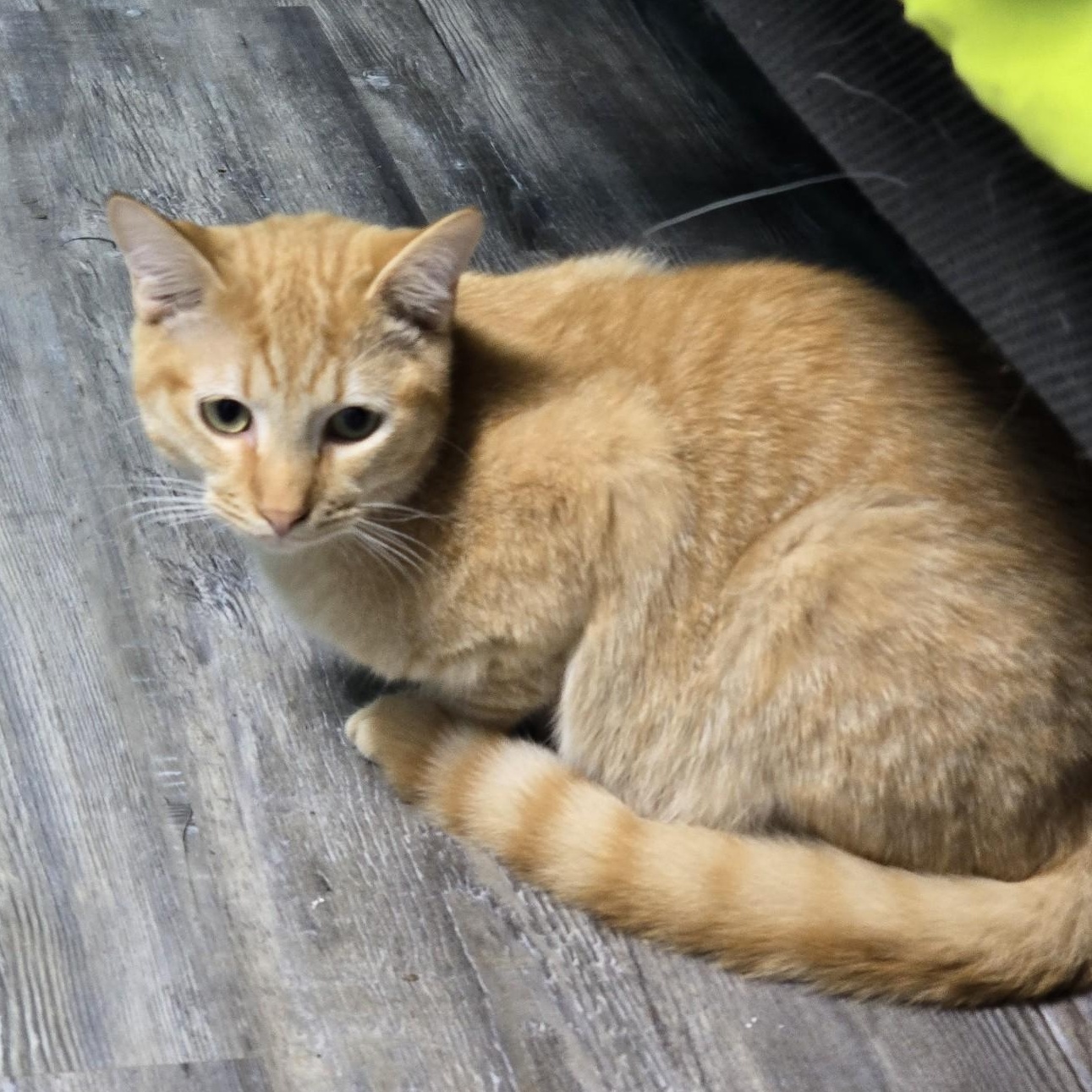 Enlarge Tom, a Adoptable Domestic Short Hair in Belmont, NC image 2/6