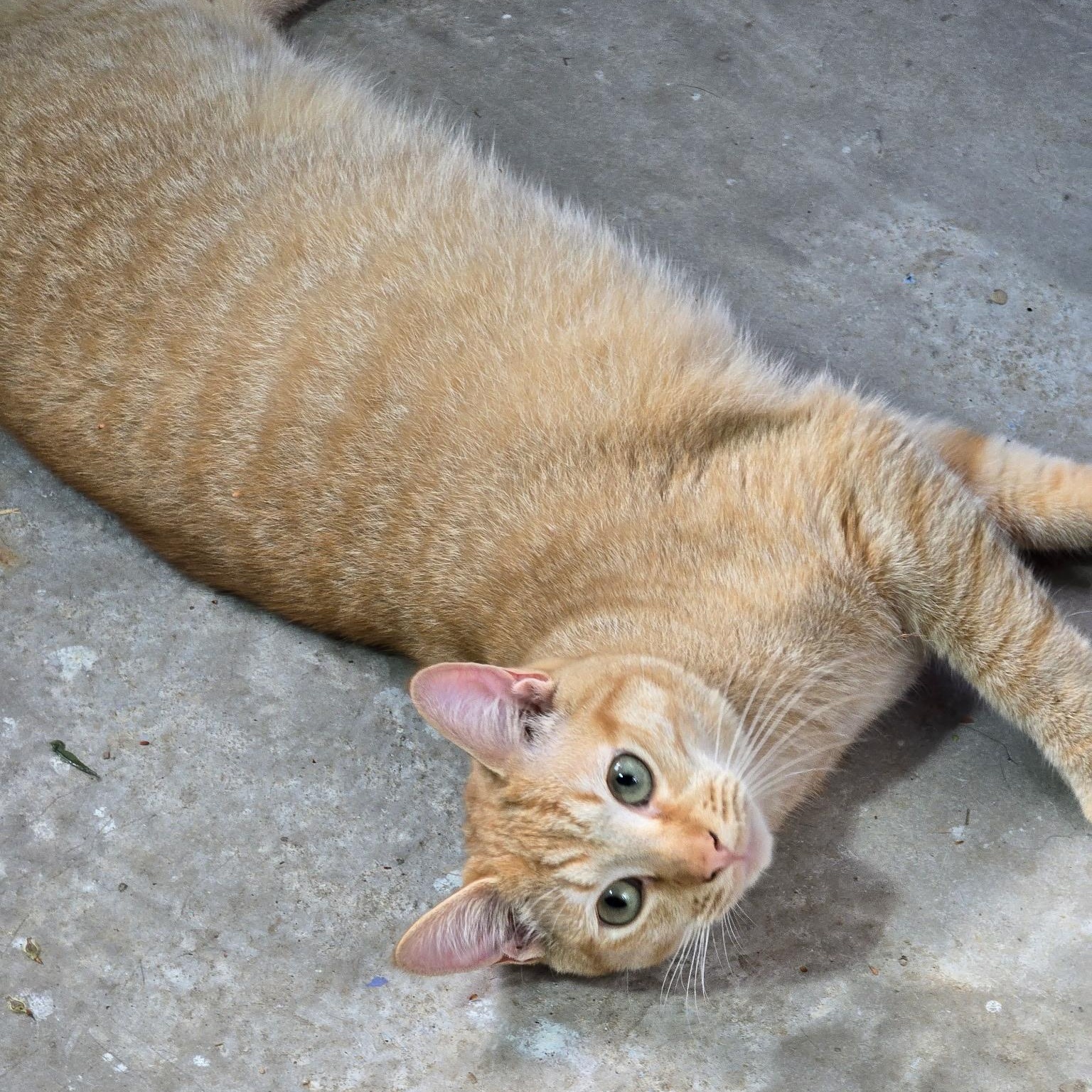 Enlarge Tom, a Adoptable Domestic Short Hair in Belmont, NC image 1/6