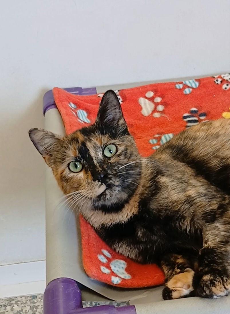 Maya, Adoptable, Adult Female Tortoiseshell & Domestic Short Hair.