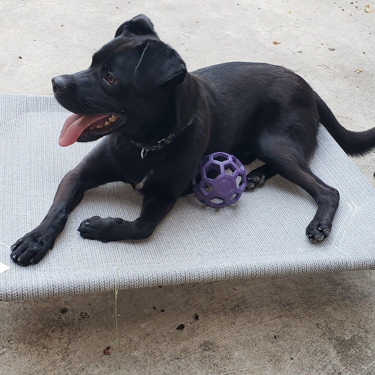 Mako, a Adoptable mixed breed in rowland heights, CA image 4/5