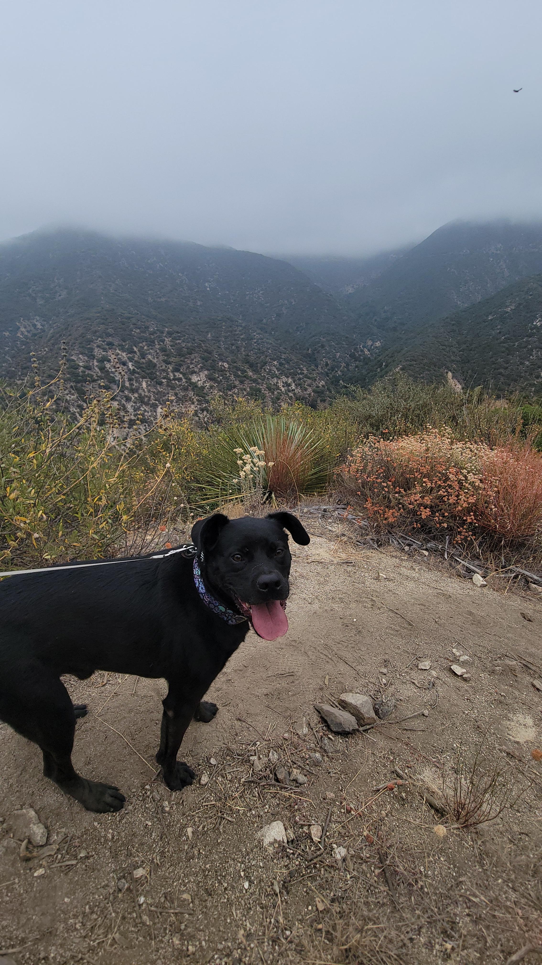 Mako, a Adoptable mixed breed in rowland heights, CA image 5/5