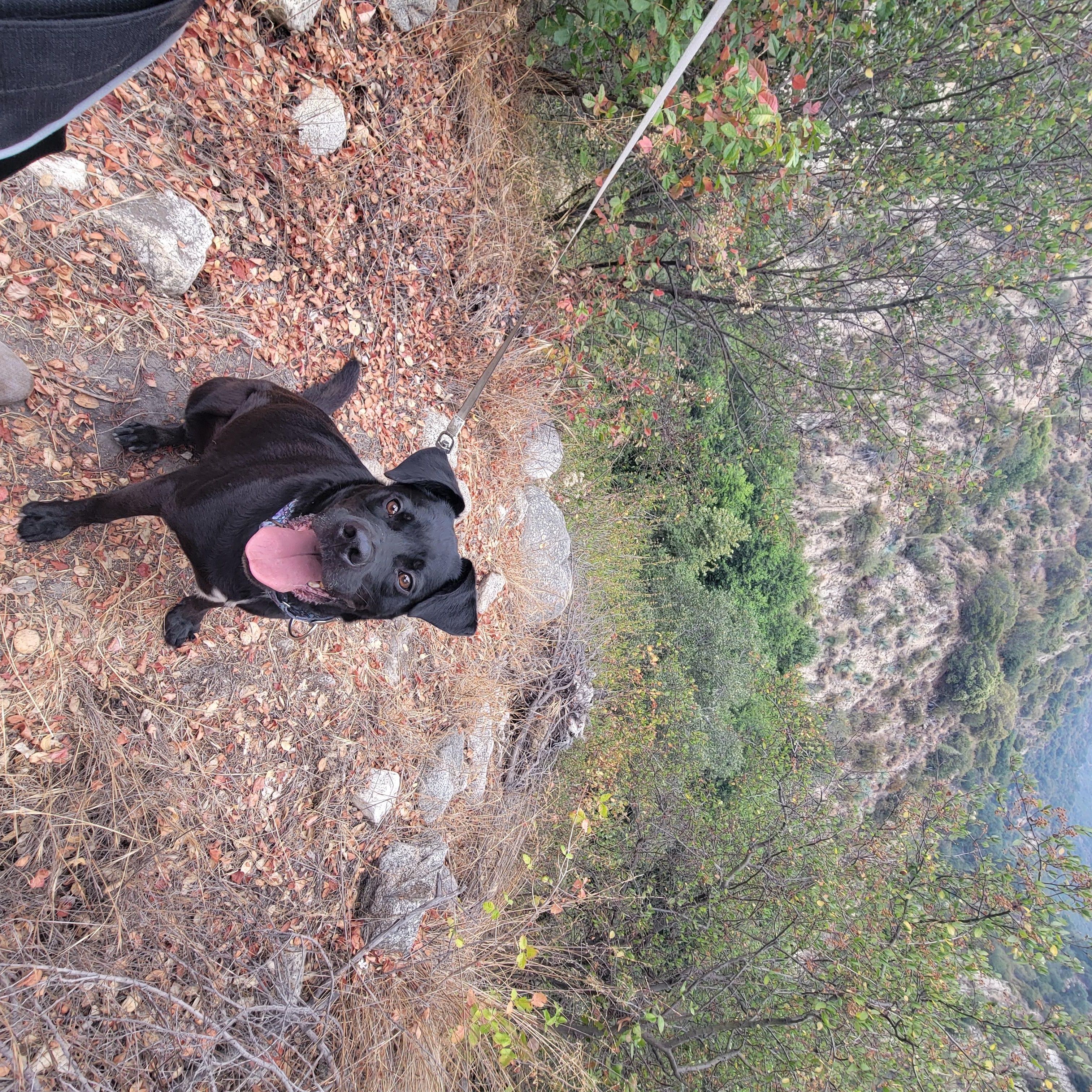 Mako, a Adoptable mixed breed in rowland heights, CA image 3/5