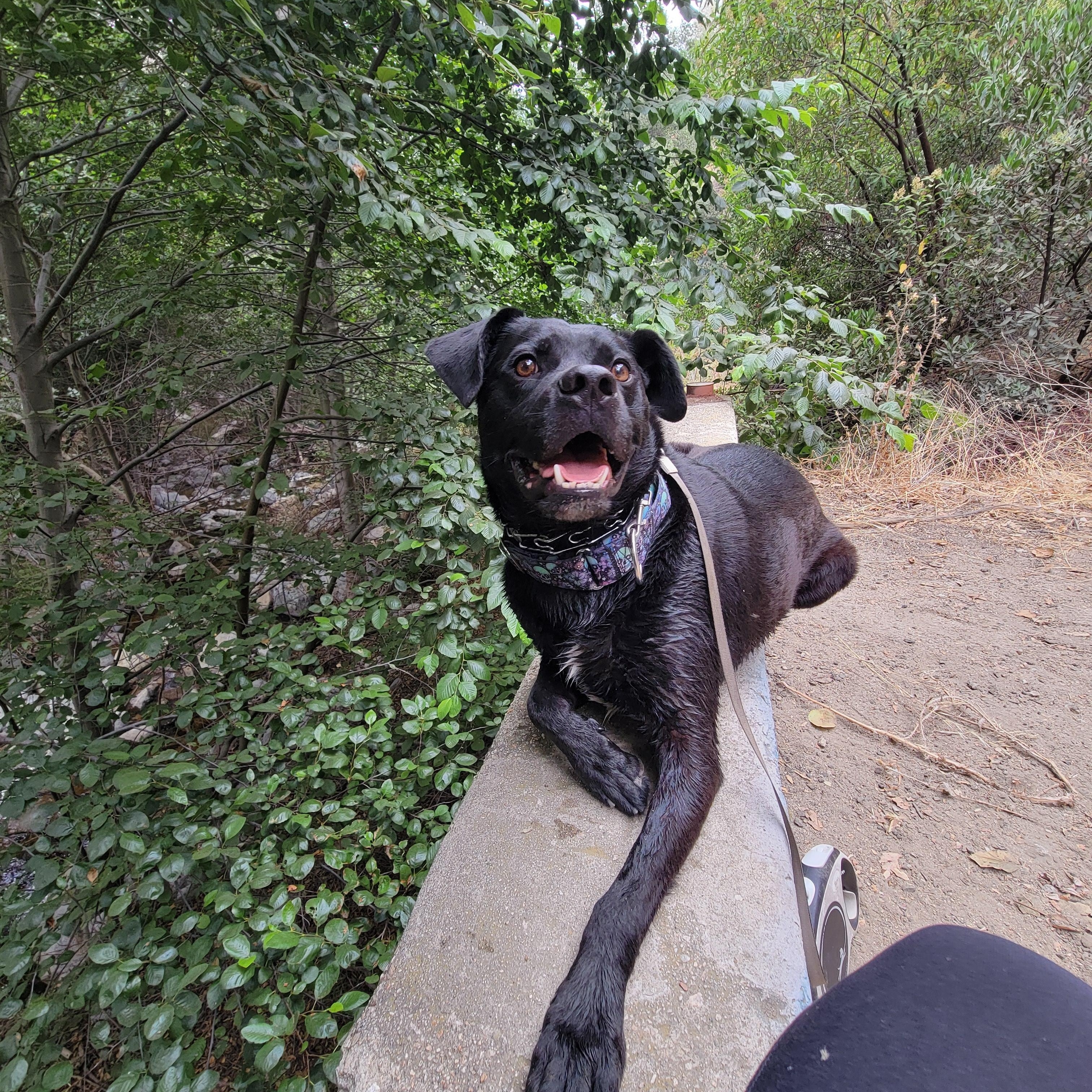 Mako, a Adoptable mixed breed in rowland heights, CA image 1/5