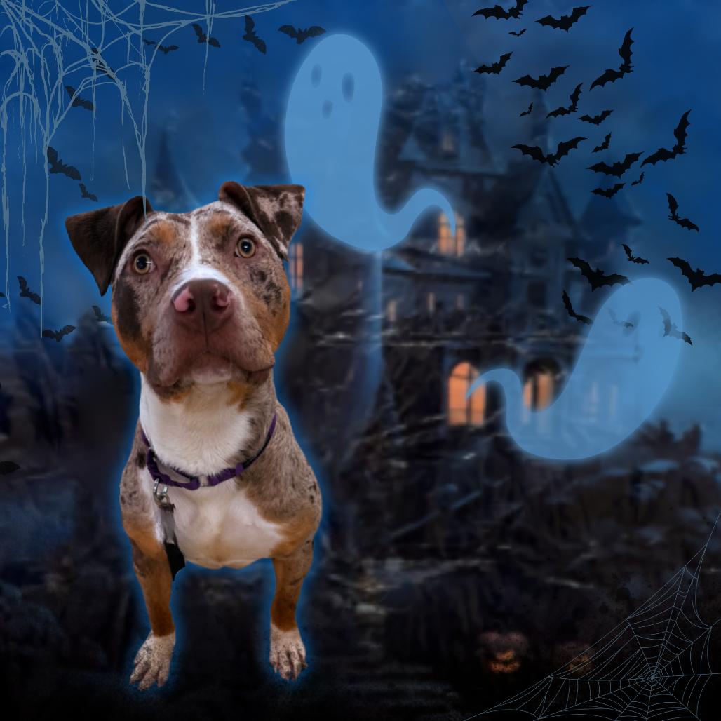 Dot, Adoptable, Young Female Pit Bull Terrier & Catahoula Leopard Dog.