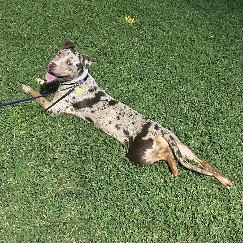 Enlarge Dot, a Adoptable mixed breed in Tempe, AZ image 2/6