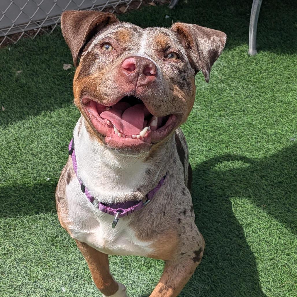Enlarge Dot, a Adoptable mixed breed in Tempe, AZ image 3/6