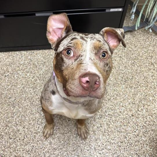 Enlarge Dot, a Adoptable mixed breed in Tempe, AZ image 4/6
