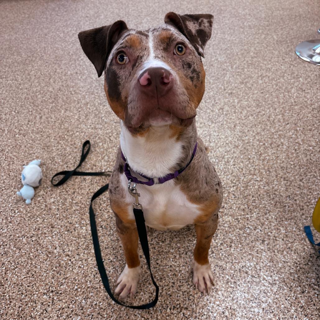 Enlarge Dot, a Adoptable mixed breed in Tempe, AZ image 5/6
