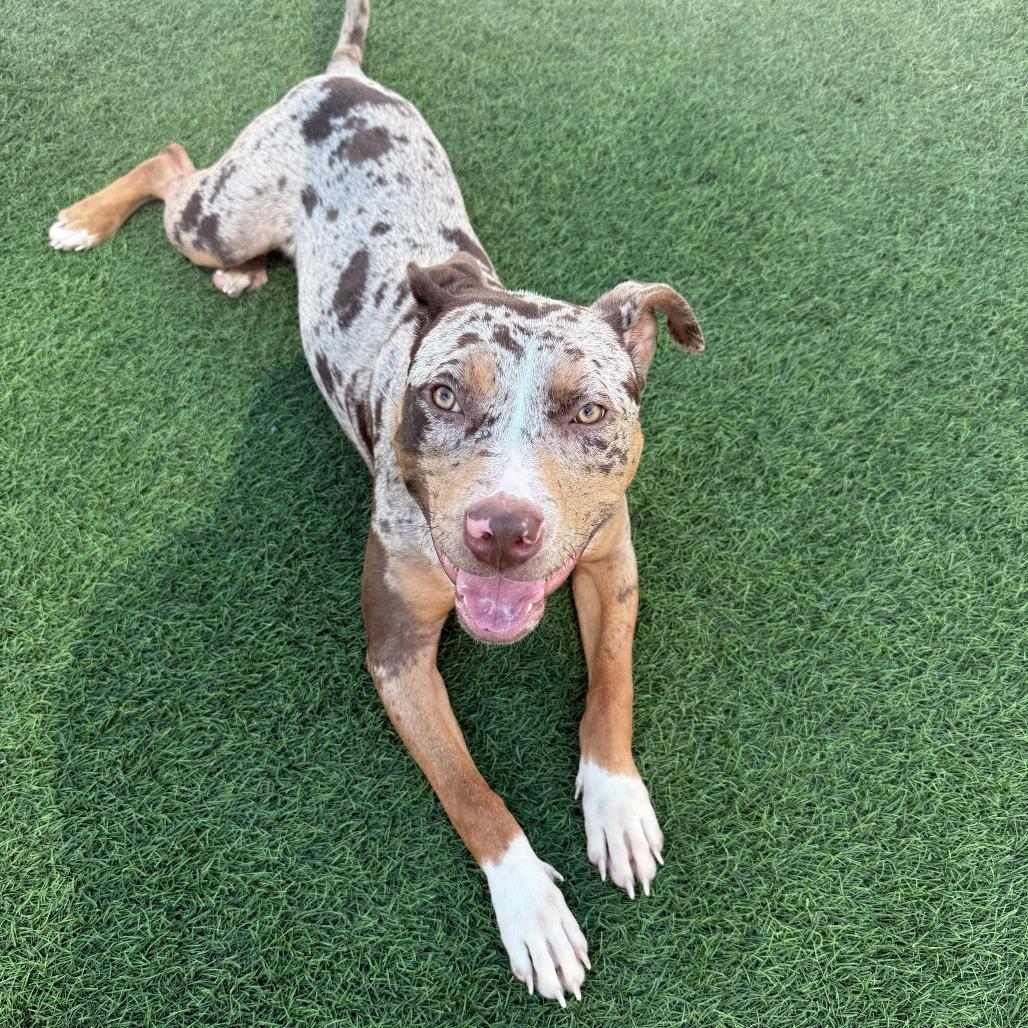 Enlarge Dot, a Adoptable mixed breed in Tempe, AZ image 6/6