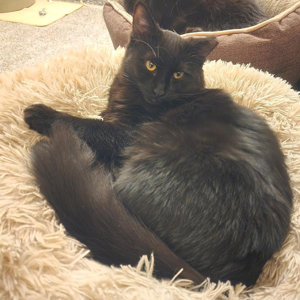 Rudy, Adoptable, Young Male Domestic Long Hair.