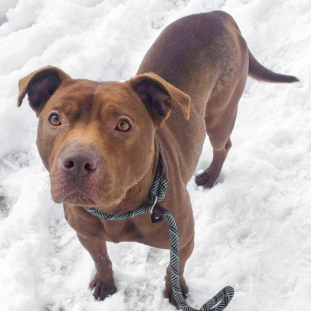 KOALA LOU- Needs a foster/forever home!, a Adoptable mixed breed in Birmingham, MI image 1/6