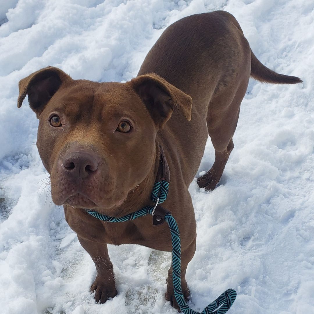 KOALA LOU- Needs a foster/forever home!