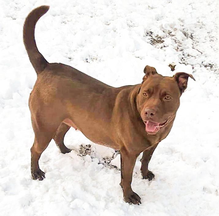 KOALA LOU- Needs a foster/forever home!, an adoptable Labrador Retriever in Birmingham, MI, 48012 | Photo Image 4