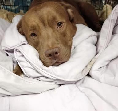 KOALA LOU- Needs a foster/forever home!, a Adoptable mixed breed in Birmingham, MI image 3/6