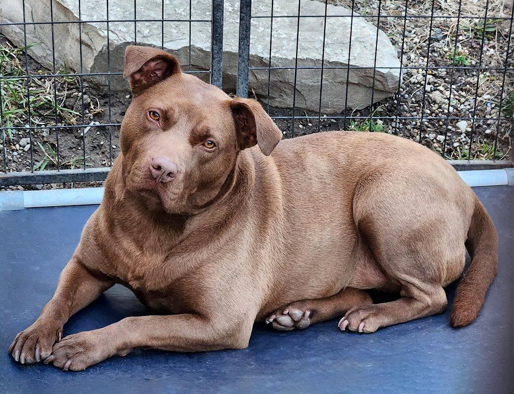 KOALA LOU- Needs a foster/forever home!, a Adoptable mixed breed in Birmingham, MI image 4/6