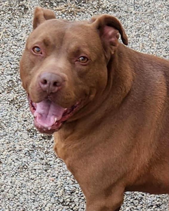 KOALA LOU- Needs a foster/forever home! — thumbnail 5