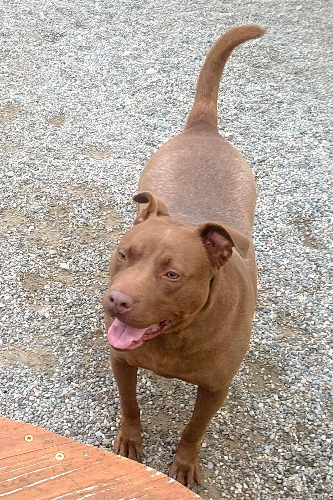 KOALA LOU- Needs a foster/forever home!, a Adoptable mixed breed in Birmingham, MI image 6/6