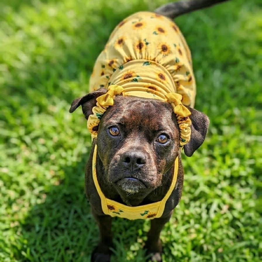 Enlarge Yuna Bubbles, a Adoptable French Bulldog in New Orleans, LA image 2/6