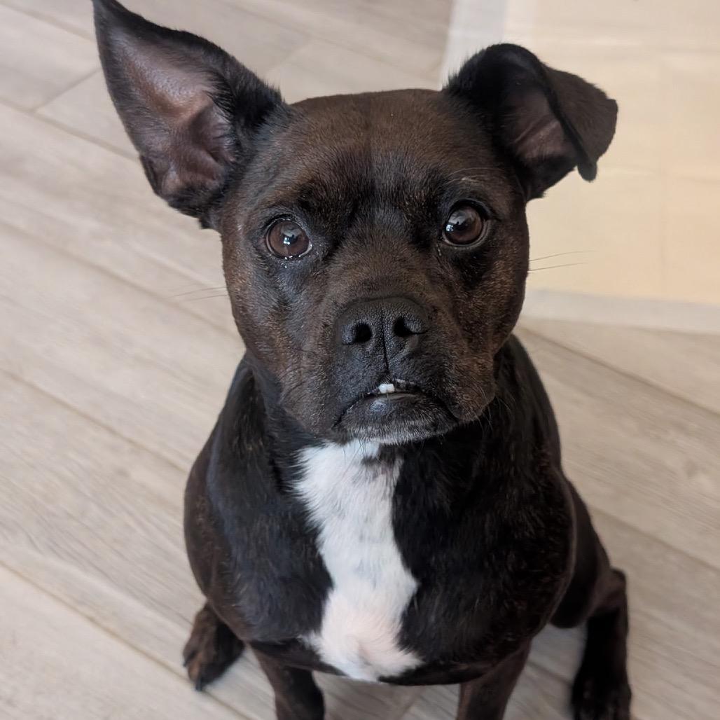 Enlarge Yuna Bubbles, a Adoptable French Bulldog in New Orleans, LA image 3/6