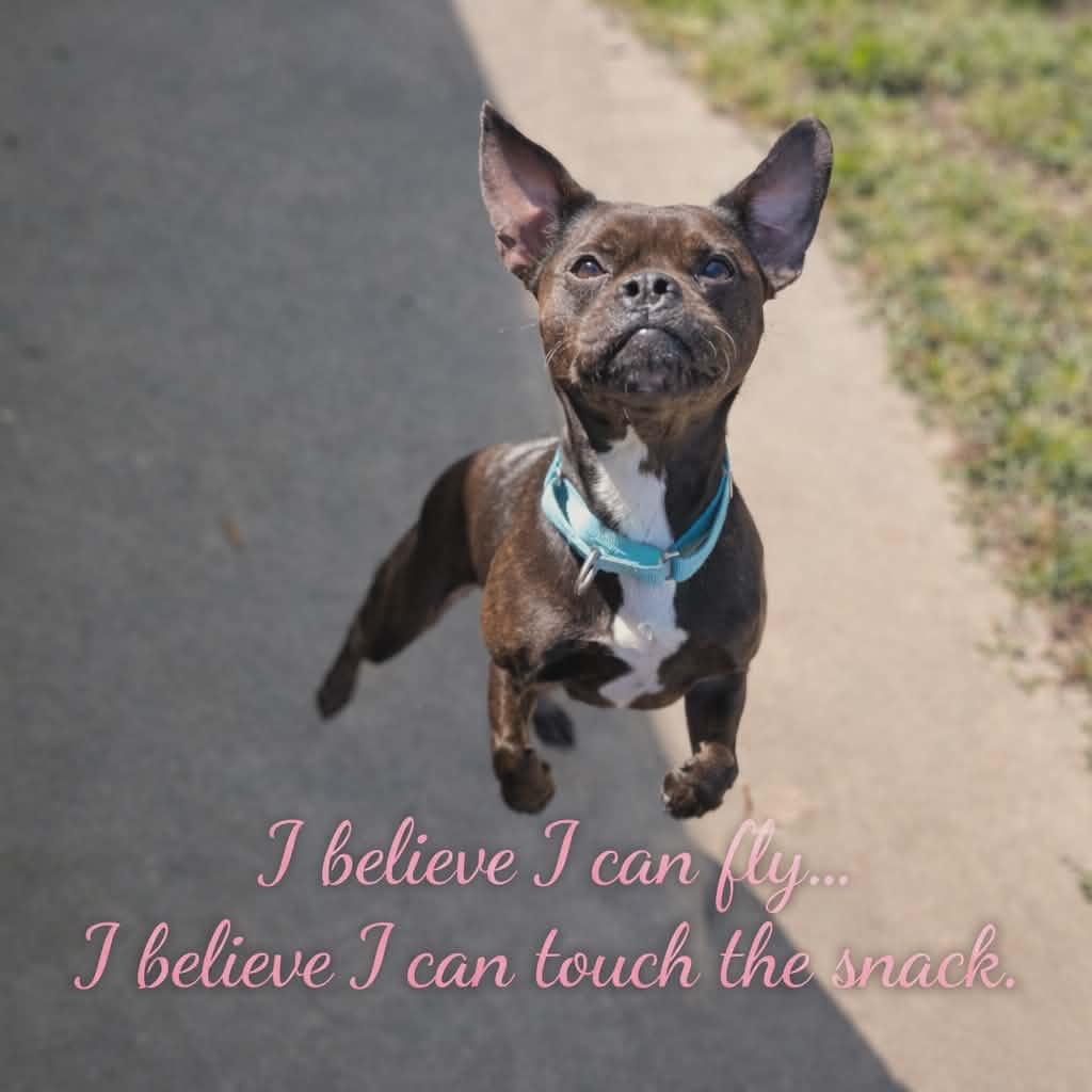 Enlarge Yuna Bubbles, a Adoptable French Bulldog in New Orleans, LA image 4/6