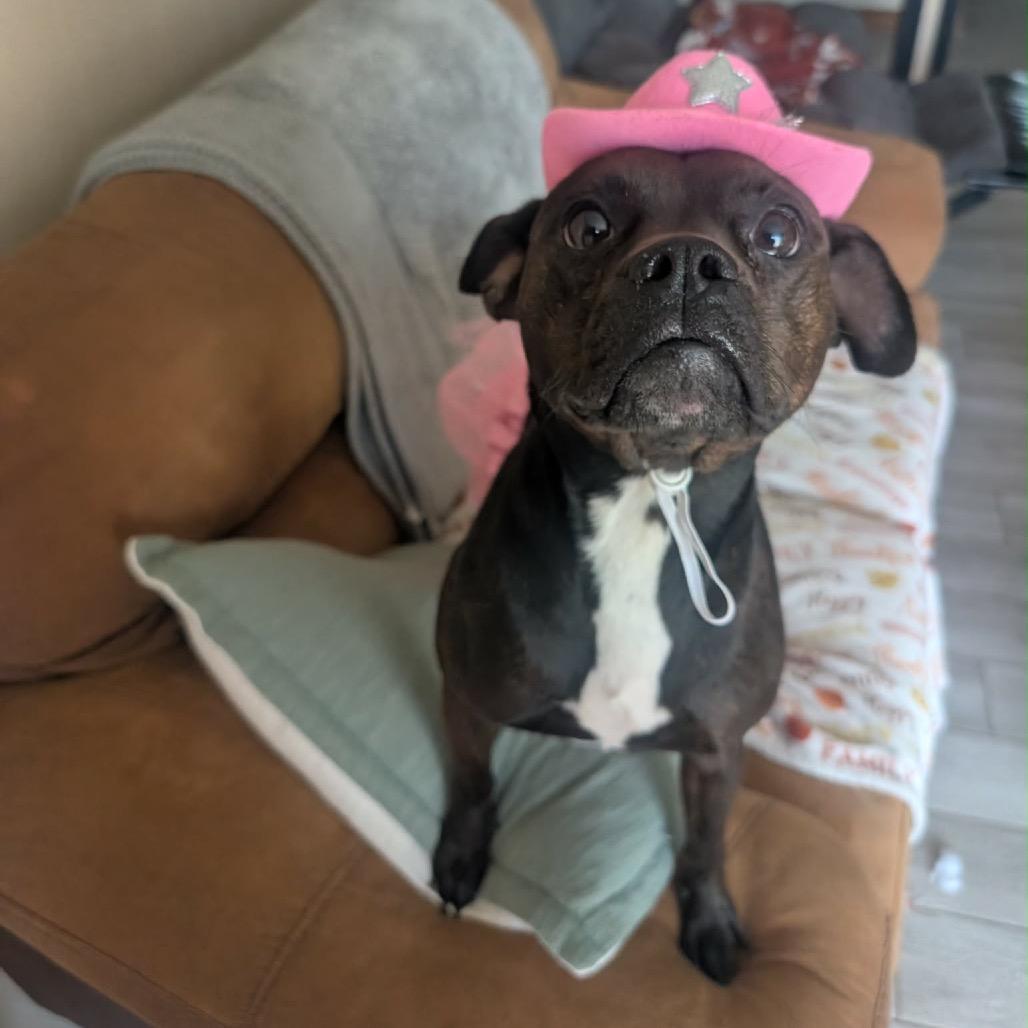Enlarge Yuna Bubbles, a Adoptable French Bulldog in New Orleans, LA image 5/6