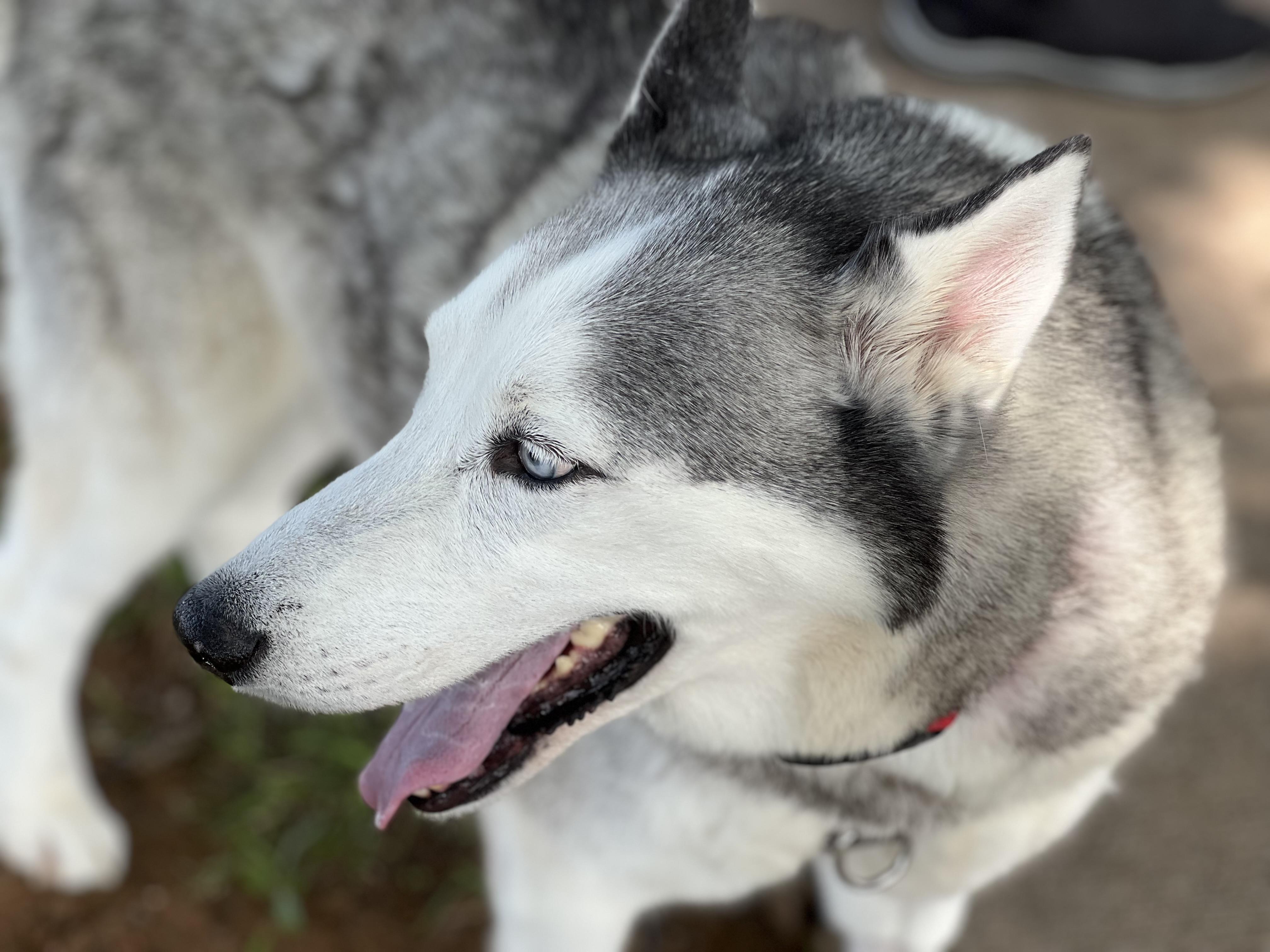 Koda, an adopted mixed breed in Cross Roads, TX image 2/6