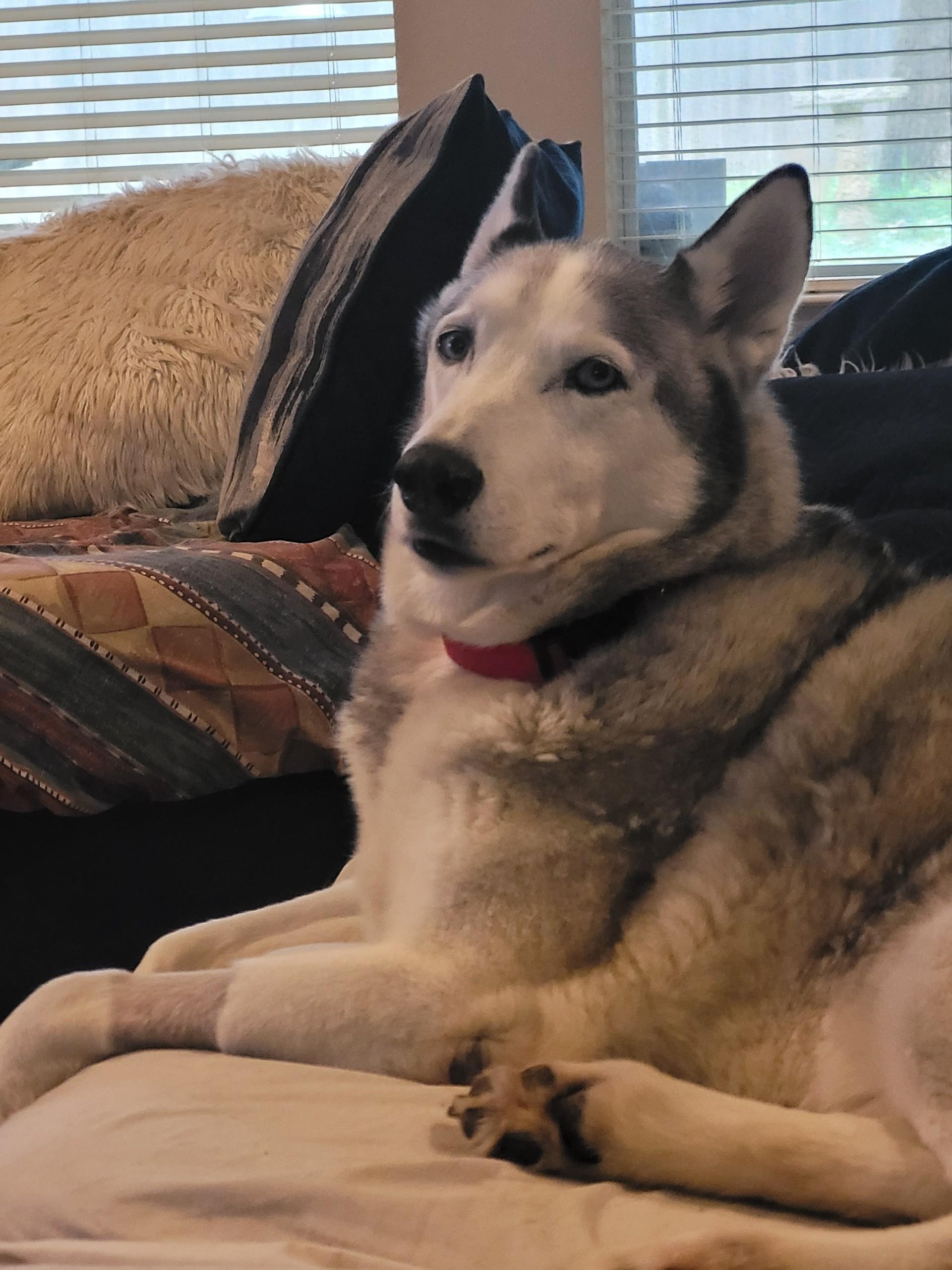 Koda, an adopted mixed breed in Cross Roads, TX image 4/6