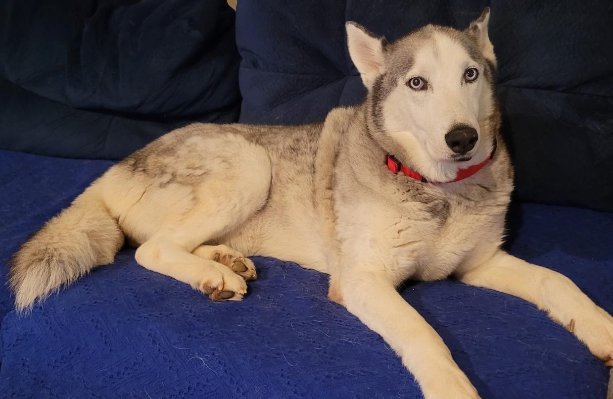 Koda, an adopted mixed breed in Cross Roads, TX image 5/6