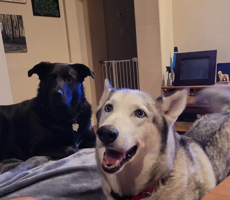 Koda, an adopted mixed breed in Cross Roads, TX image 6/6