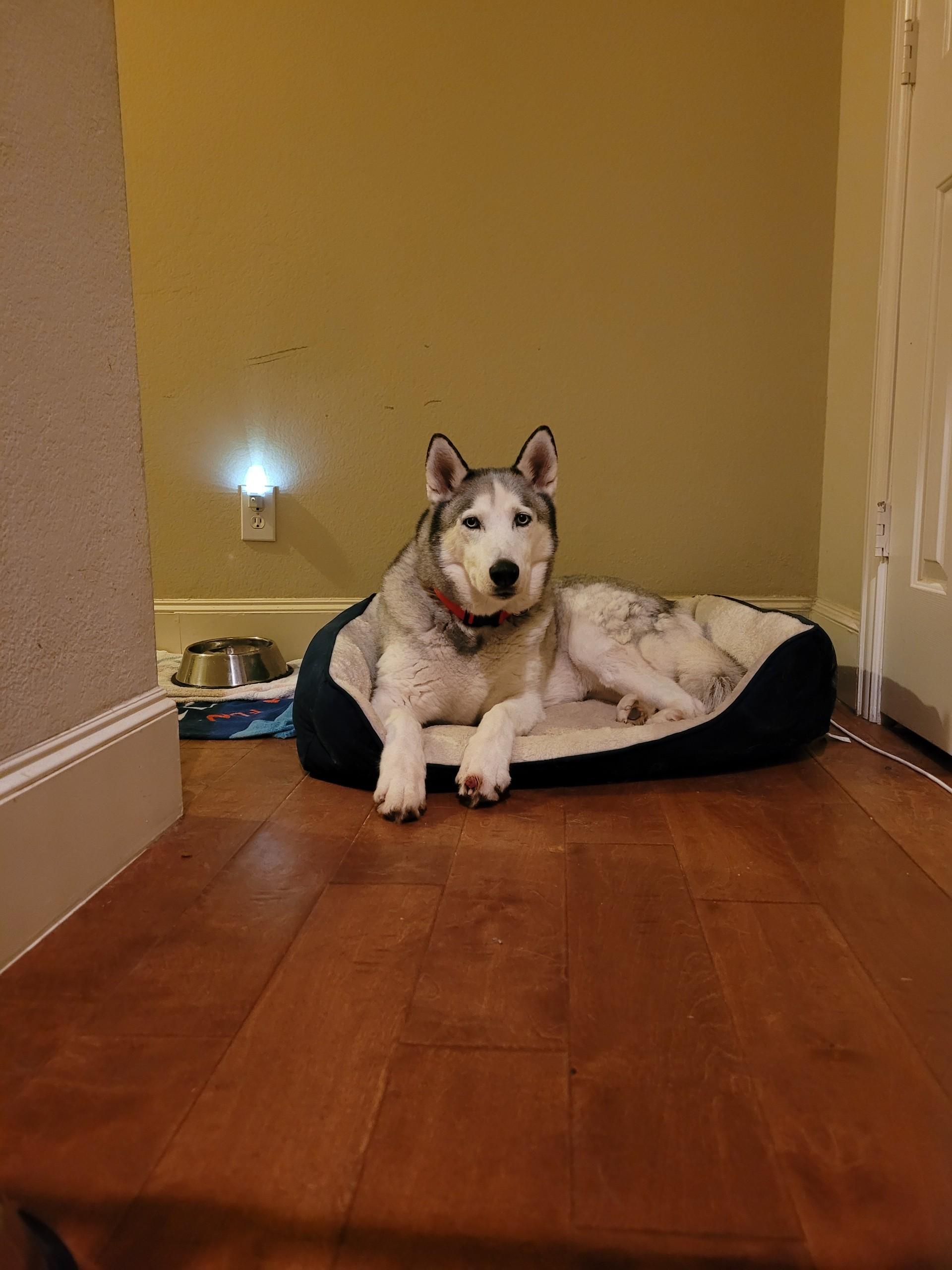 Koda, an adopted mixed breed in Cross Roads, TX image 3/6