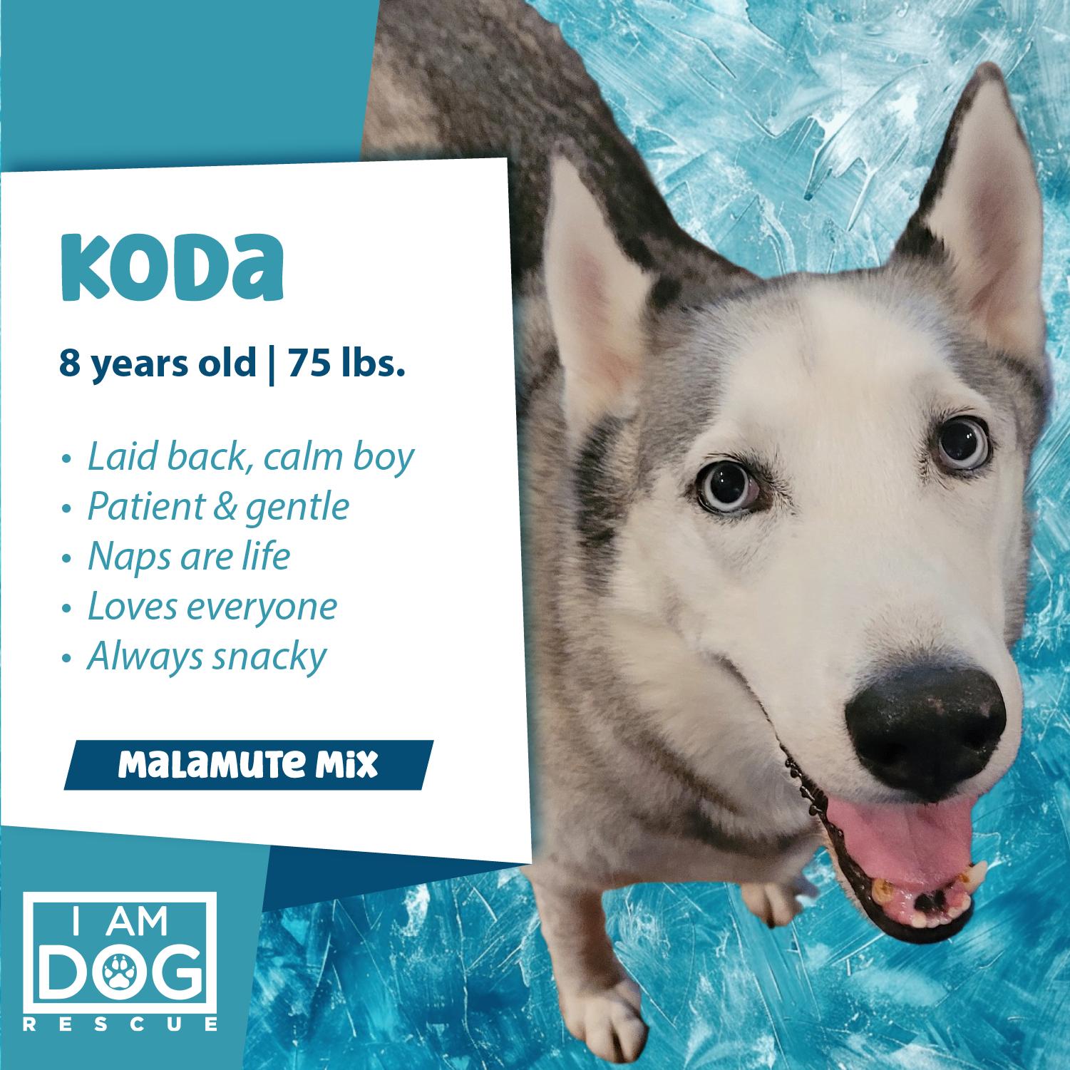 Koda, adopted, Senior Male Alaskan Malamute & Siberian Husky.