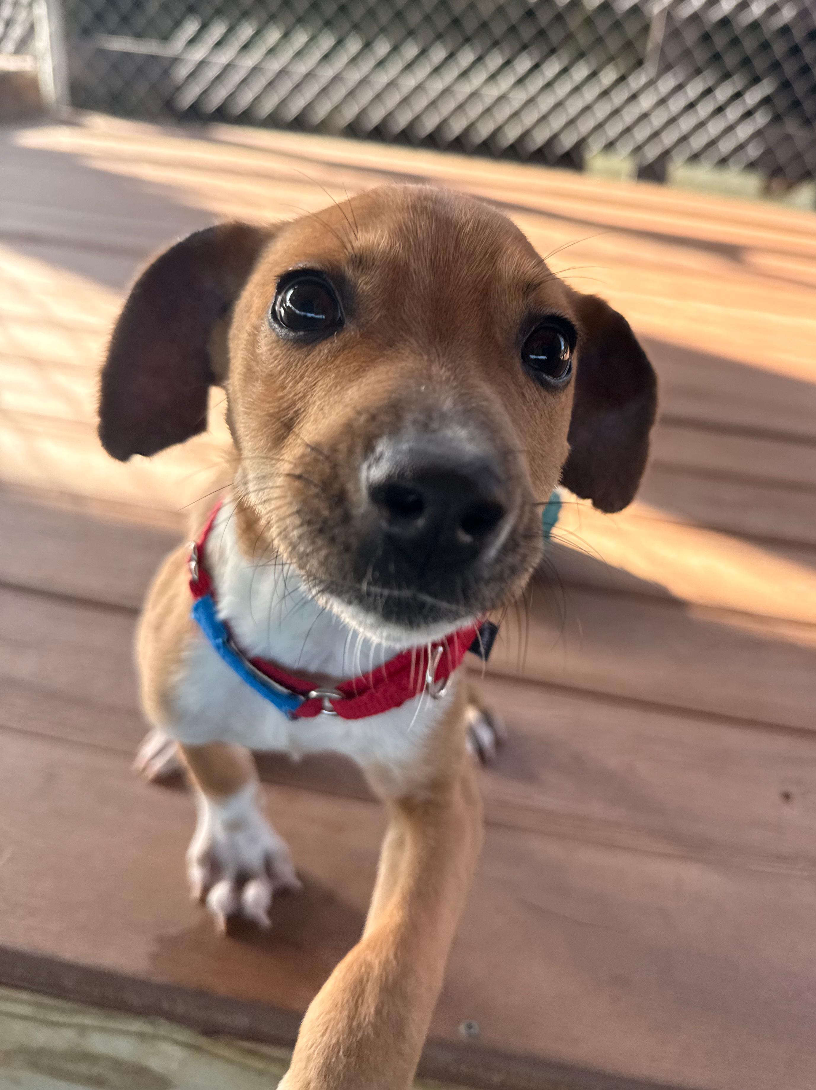 Enlarge Lolo, a Adoptable mixed breed in Norwalk, CT image 3/4