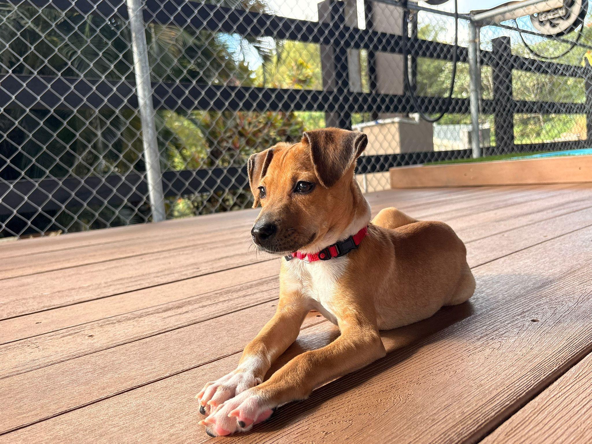 Enlarge Lolo, a Adoptable mixed breed in Norwalk, CT image 4/4