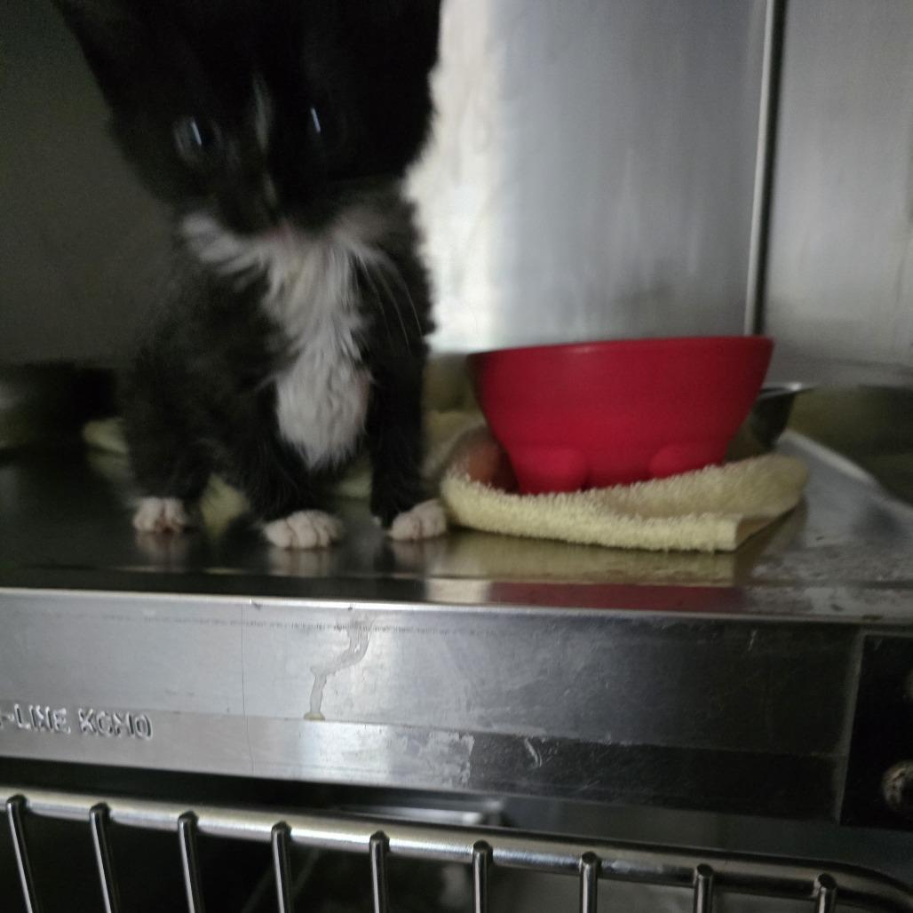 Jill, Adoptable, Kitten Female Domestic Short Hair.