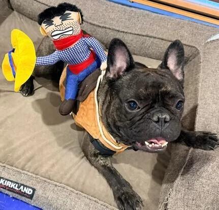 Odie photo