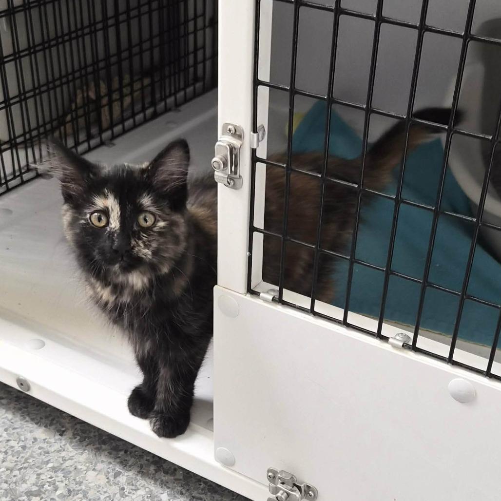 Jo, Adoptable, Kitten Female Manx & Domestic Medium Hair.