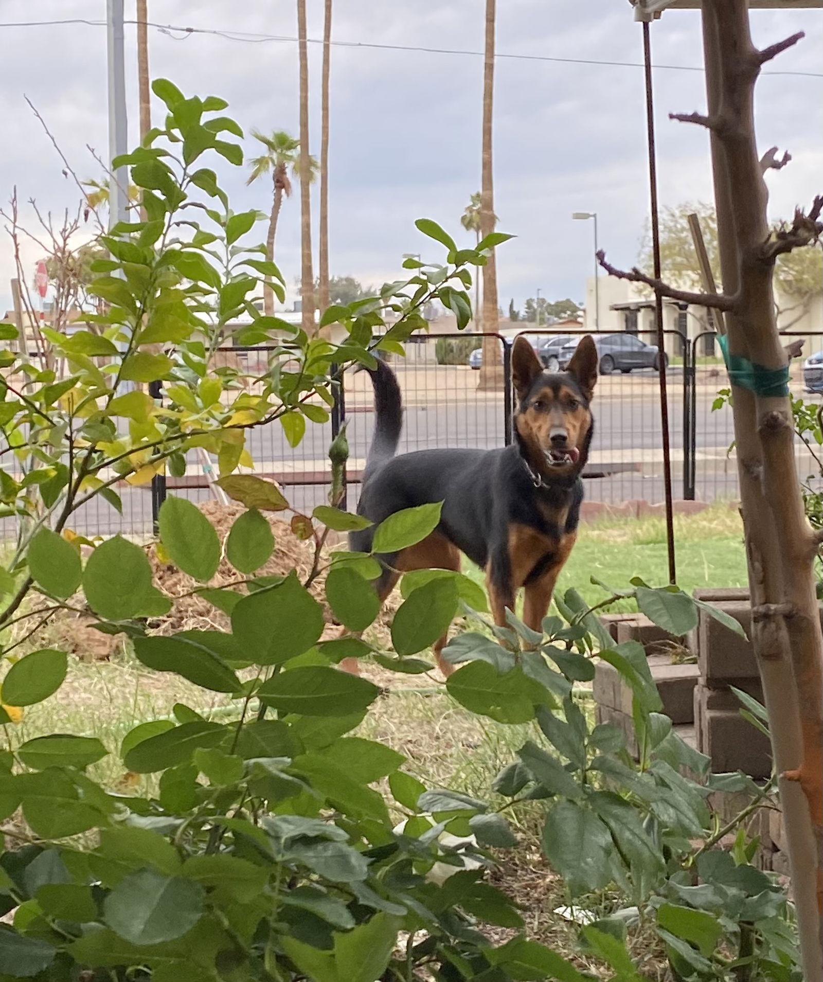 Dolly, Adoptable, Young Female Border Collie.
