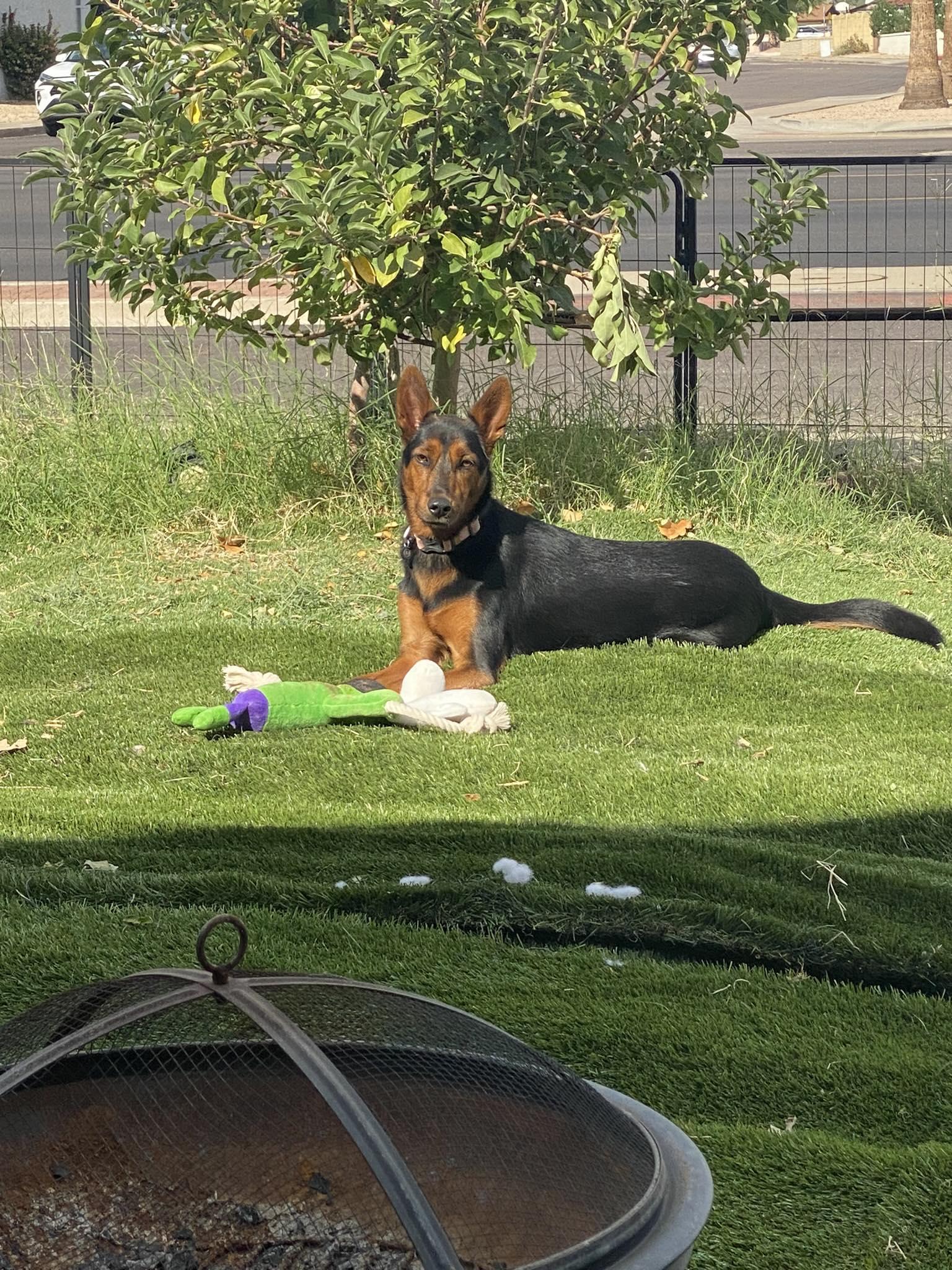 Enlarge Dolly, a Adoptable Border Collie in Phoenix, AZ image 2/3