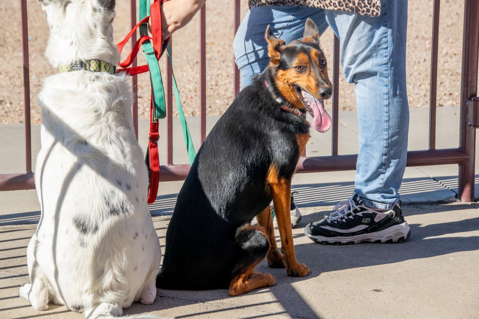 Enlarge Dolly, a Adoptable Border Collie in Phoenix, AZ image 3/3