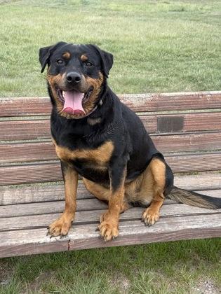 Enlarge Vega, a ADOPTABLE Rottweiler in Aspen, CO image 2/3