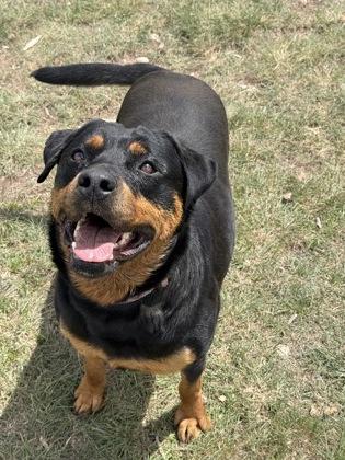 Vega, ADOPTABLE, Adult Female Rottweiler.