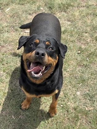 Enlarge Vega, a ADOPTABLE Rottweiler in Aspen, CO image 3/3