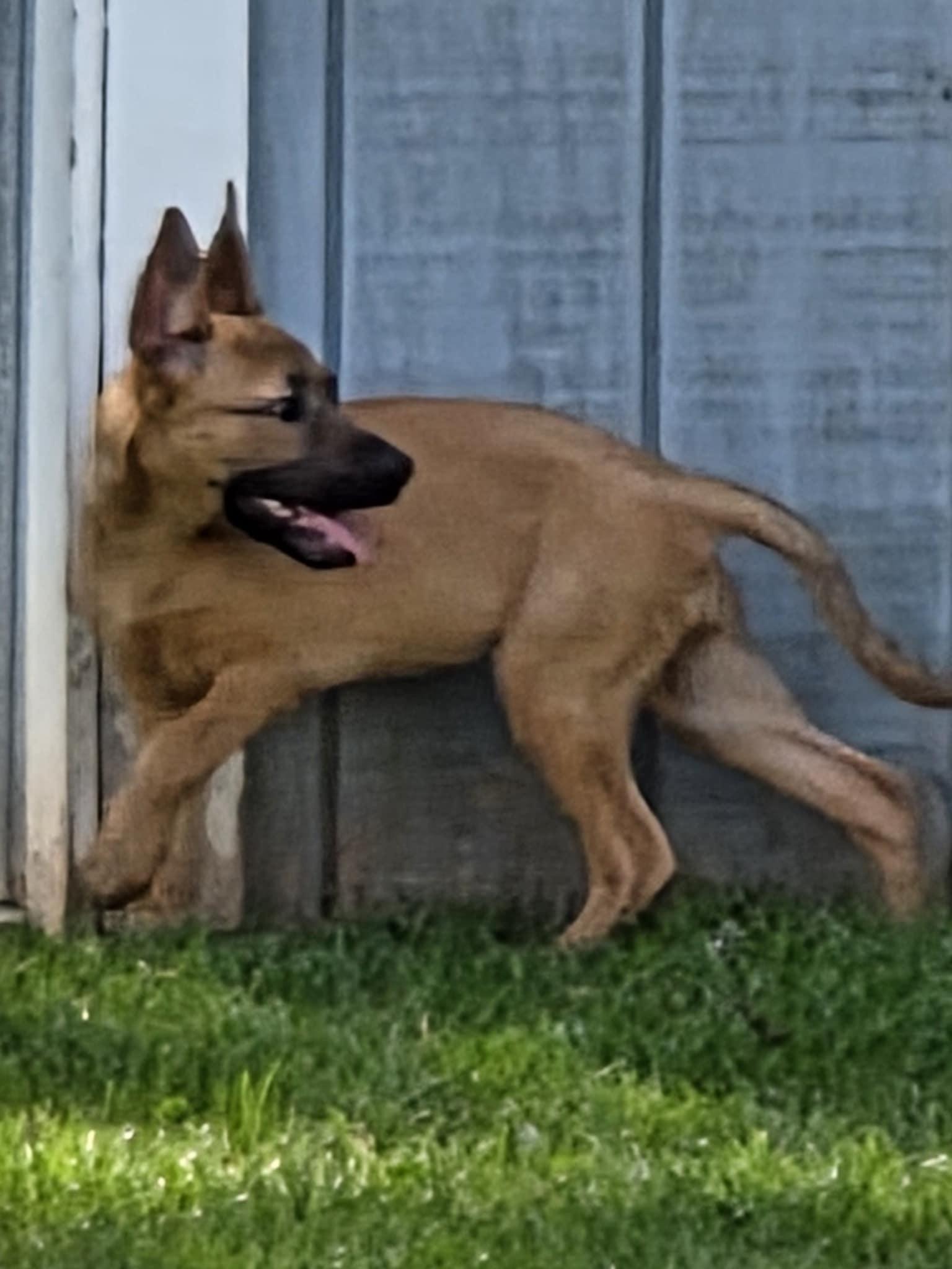 Anya