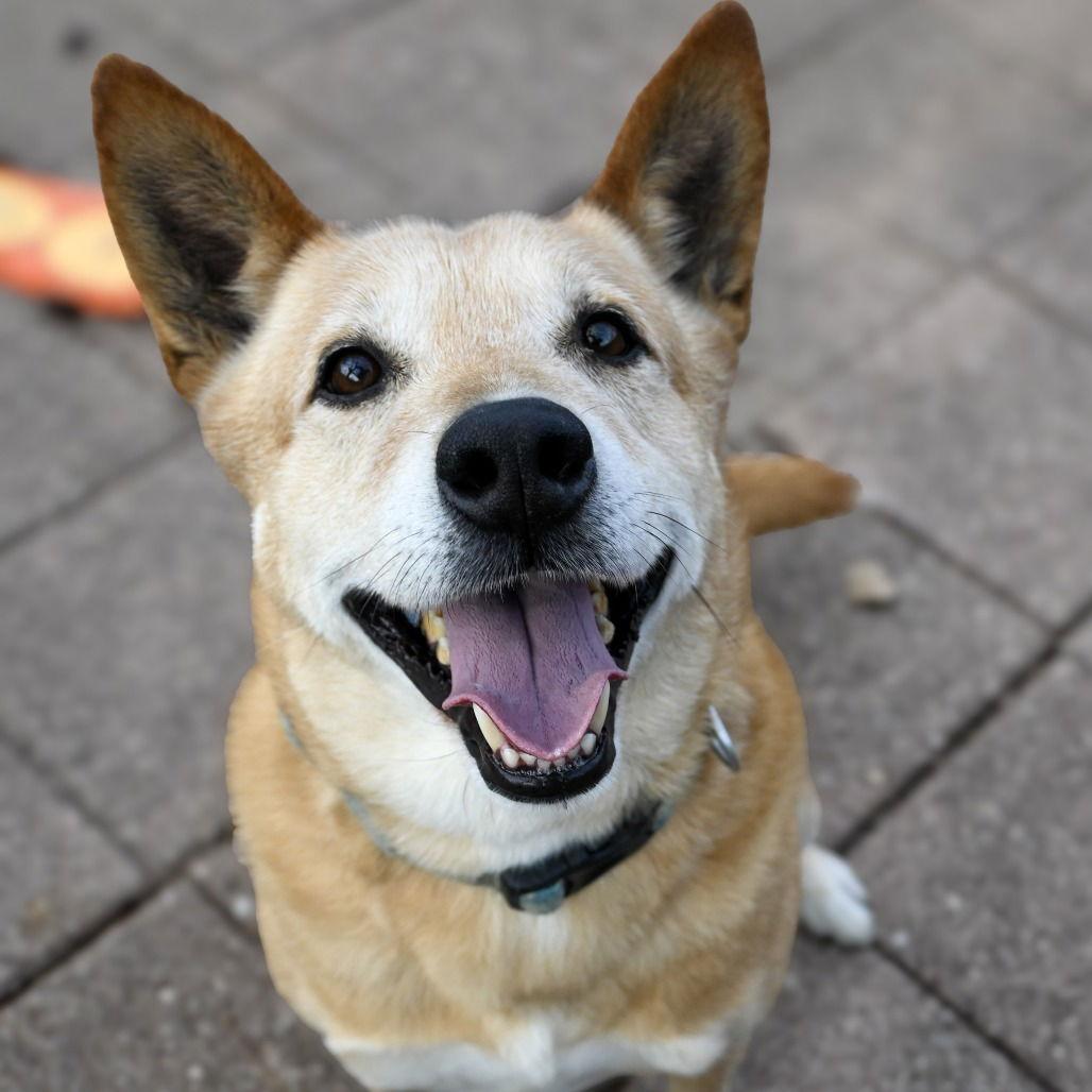 Enlarge Jack, a Adoptable Shepherd in Dallas, TX image 1/3