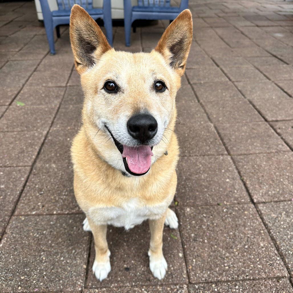 Enlarge Jack, a Adoptable Shepherd in Dallas, TX image 2/3