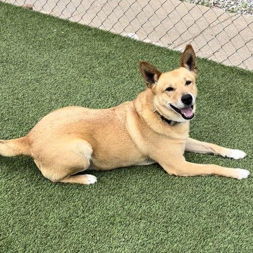 Jack, Adoptable, Senior Male Shepherd.