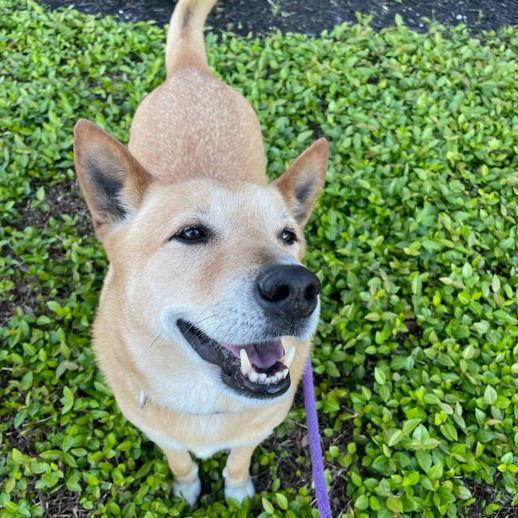 Enlarge Jack, a Adoptable Shepherd in Dallas, TX image 1/3