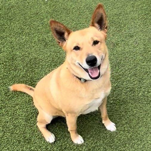 Jack, Adoptable, Senior Male Shepherd.