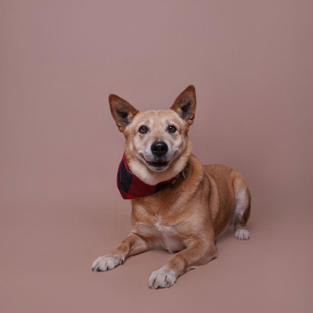 Enlarge Jack, a Adoptable Shepherd in Dallas, TX image 2/3