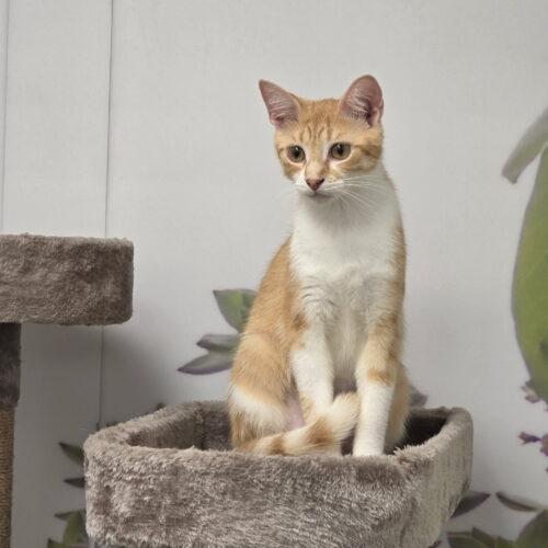 Mama Liberty, Adoptable, Young Female Domestic Short Hair.